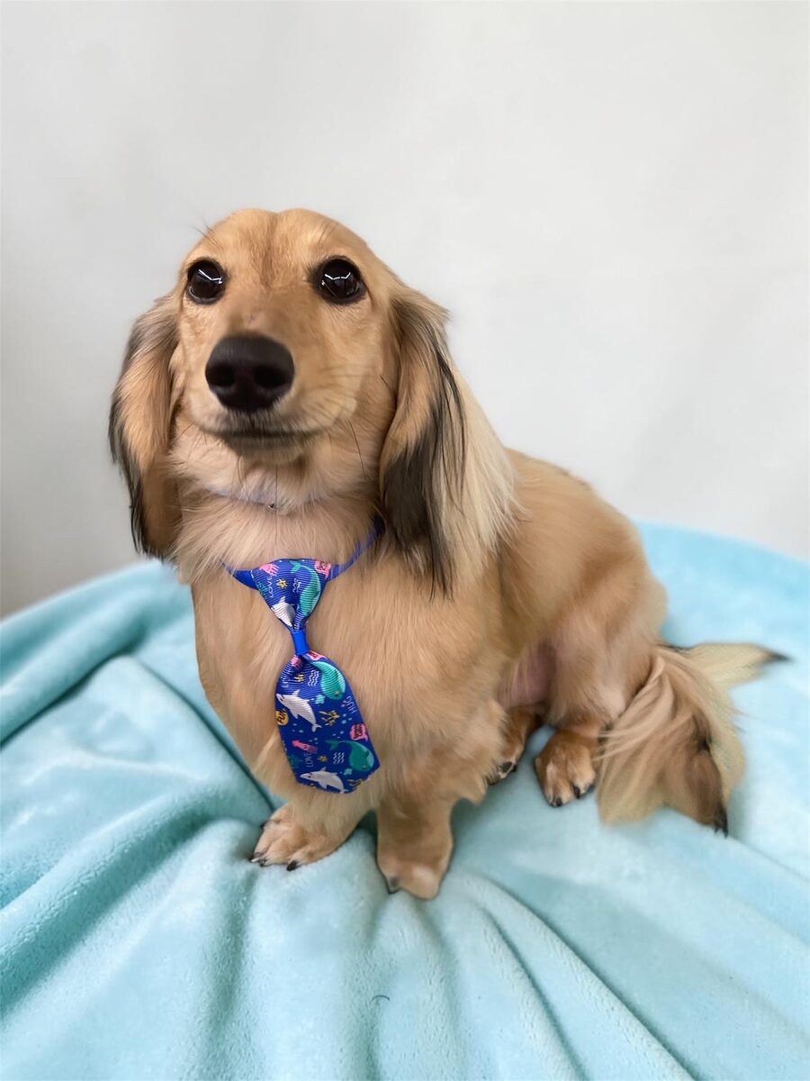 Long-haired dachshund freshly groomed by Dashing Paws, resting calmly in the mobile van