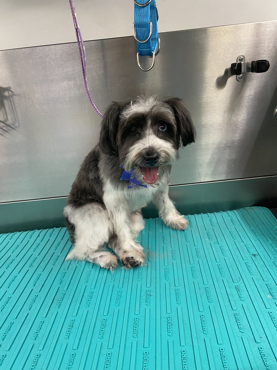 Black and white terrier mix in a blue bow, grinning after her groom