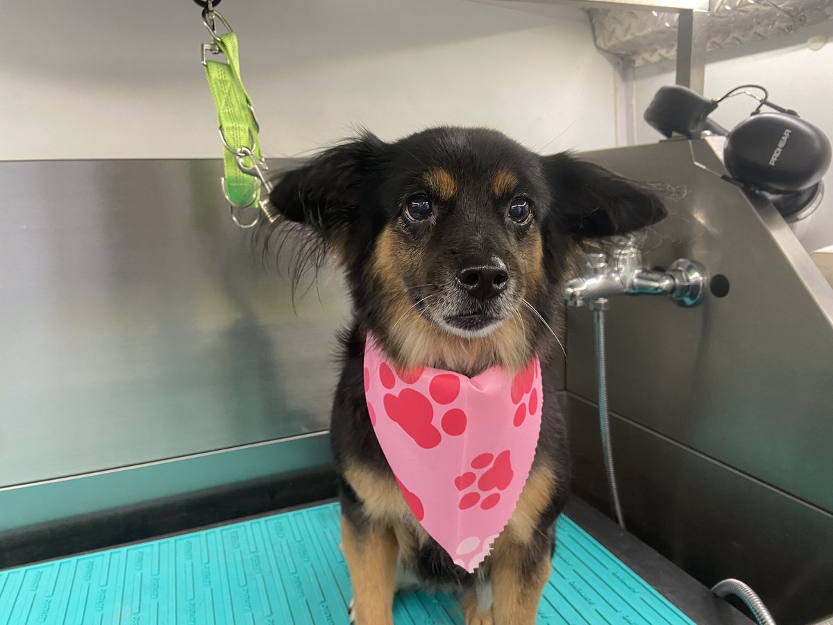 Black and tan Chihuahua mix in a pink paw-print bandana, freshly groomed