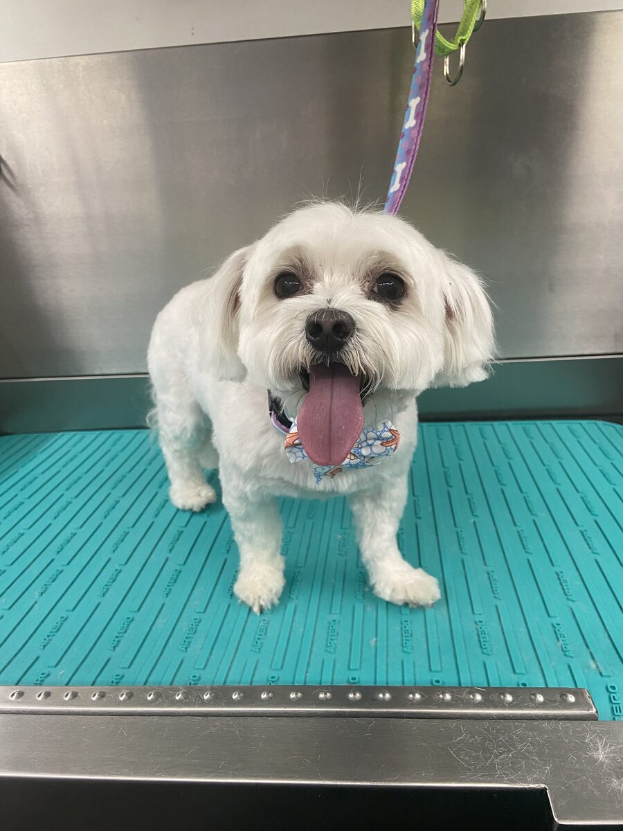 White Maltese, tongue out, freshly bathed and groomed