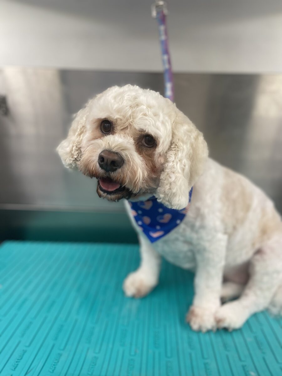 Bichon in a stars bandana after a mobile grooming appointment