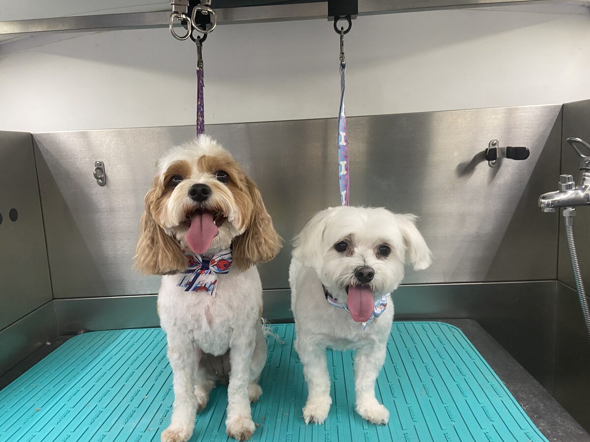 Two small dogs freshly groomed together in the Dashing Paws van