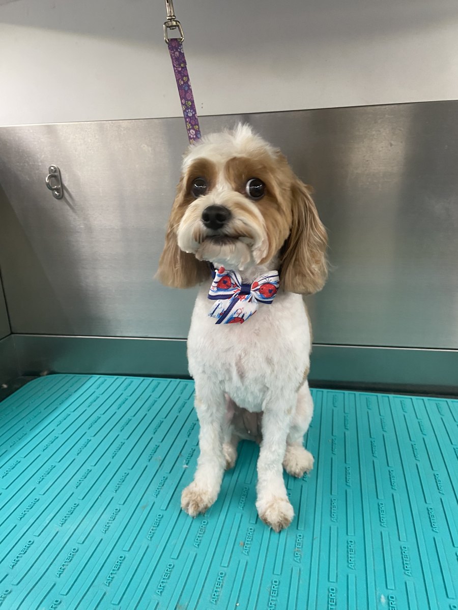 Cavapoo in a patriotic bow tie, freshly groomed by Dashing Paws