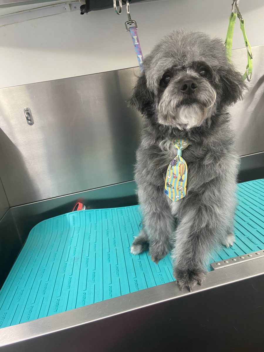 Grey schnoodle in a hot-air-balloon necktie after a mobile groom