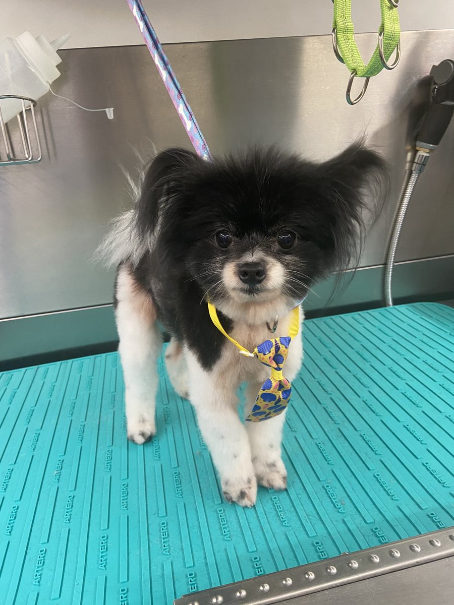 Black and white Pomeranian mix in a bow tie, freshly groomed by Amy