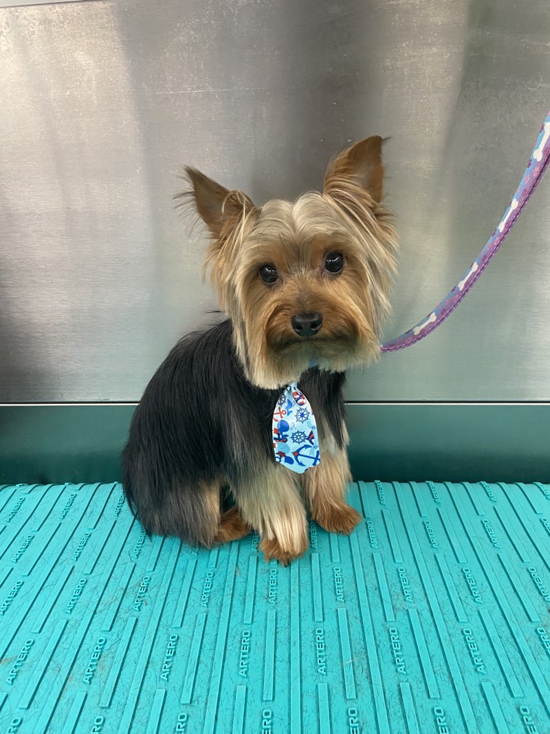 Yorkie groomed by Dashing Paws — before and after (after)