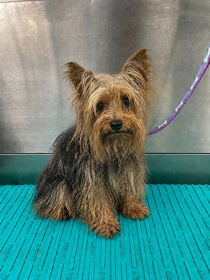 Yorkie groomed by Dashing Paws — before and after (before)
